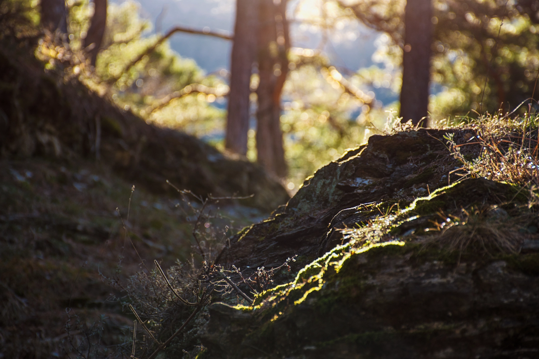 Parco Naturale del Gran Bosco di Salbertrand