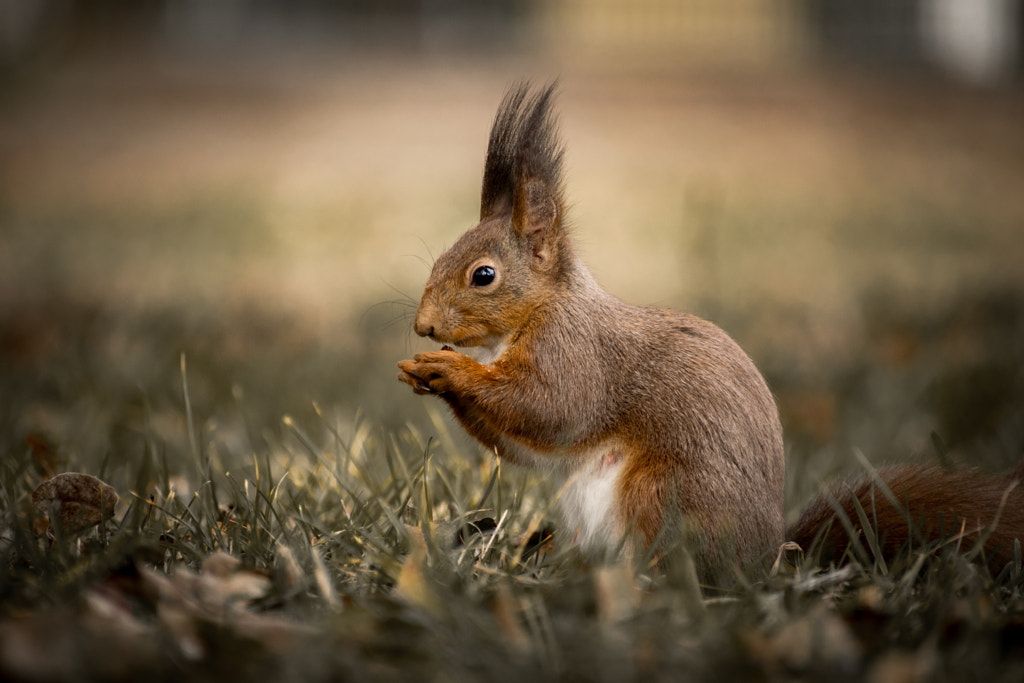 Squirrel by Máté Bokodi on 500px.com