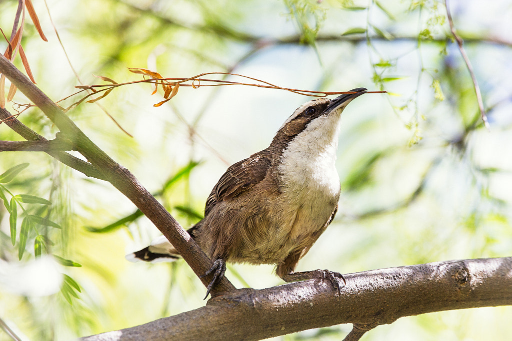 White Browed Babbler by Paul Amyes on 500px.com