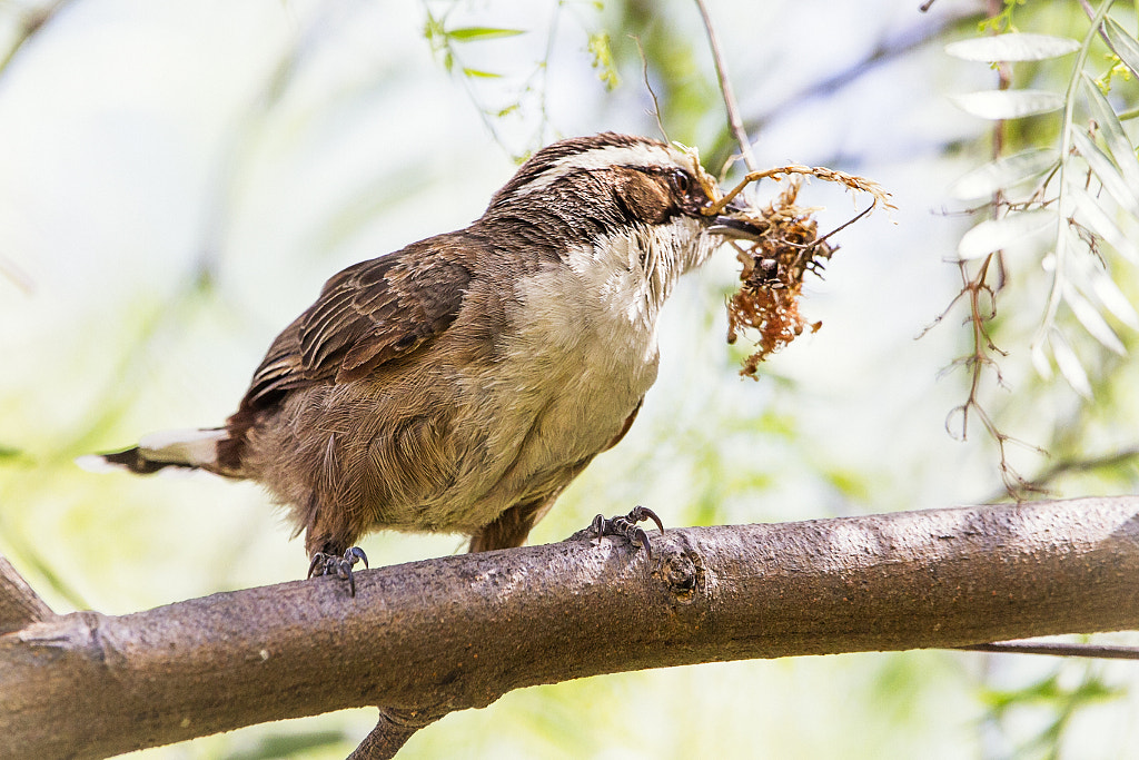 White Browed Babbler by Paul Amyes on 500px.com