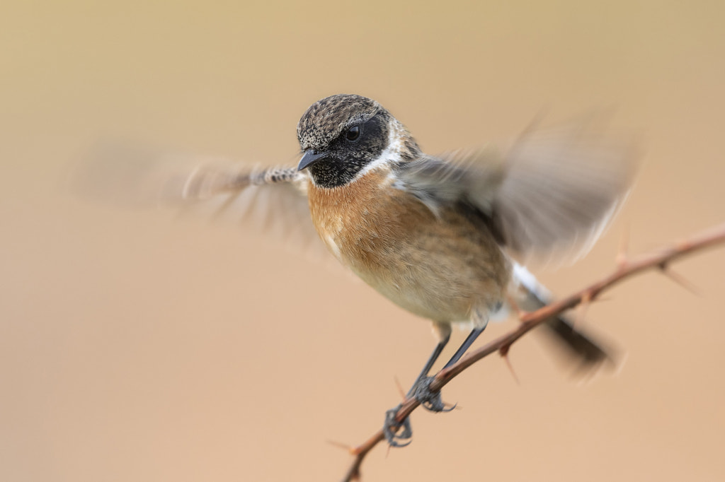 ..european stonechat.. by Maurizio Mazzanti on 500px.com