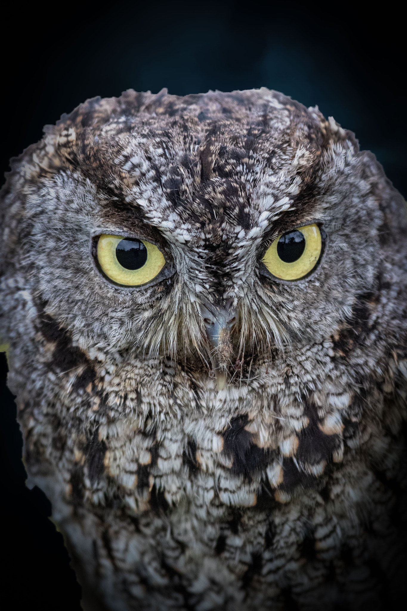 Screech Owl