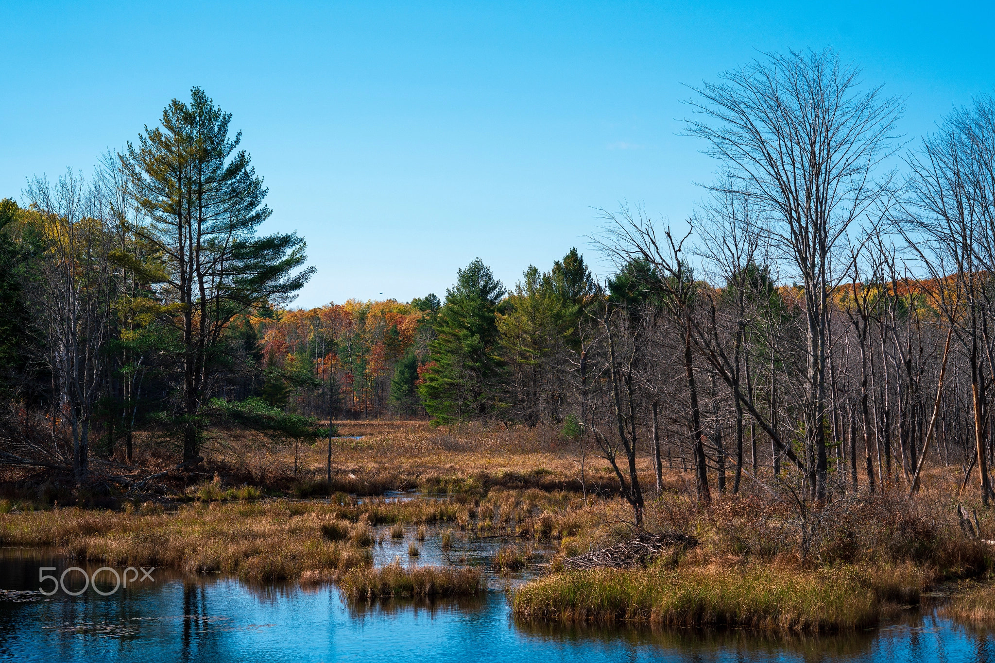 The Wetlands (Zeiss Loxia 85mm F2.4 Review)