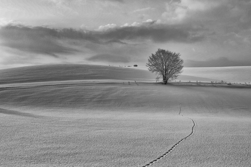 一本の木 by Kousuke Toyose on 500px.com