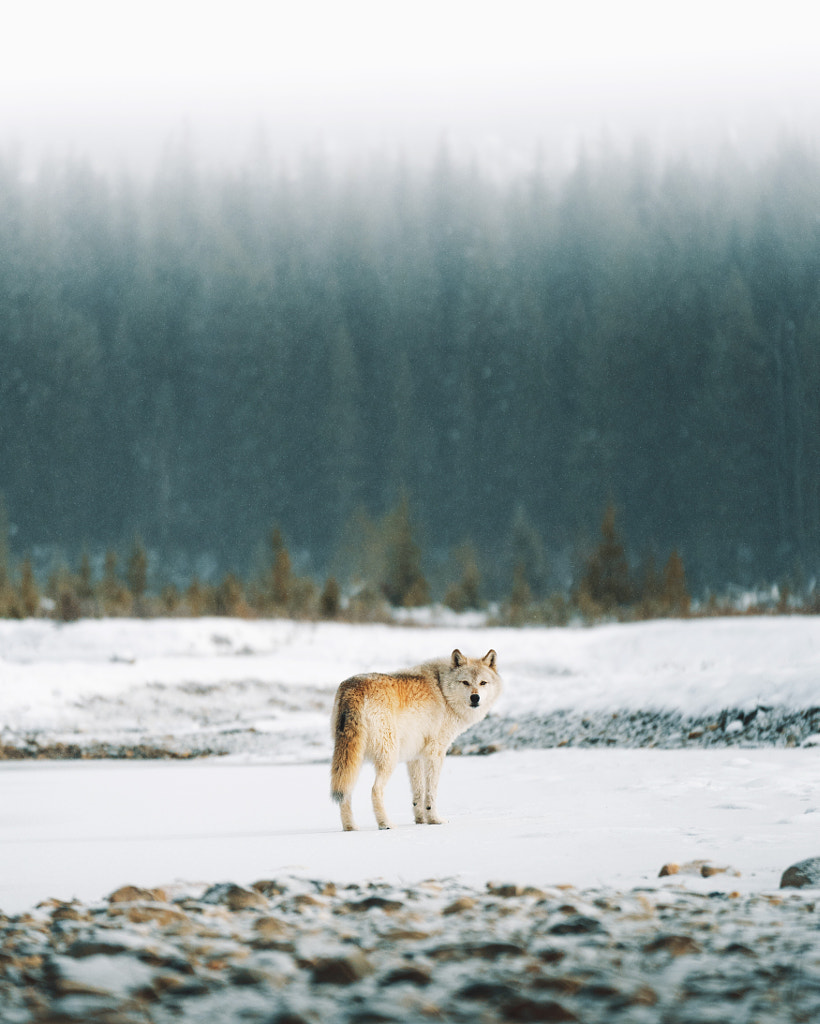 Lone wolf. by Charly Savely on 500px.com