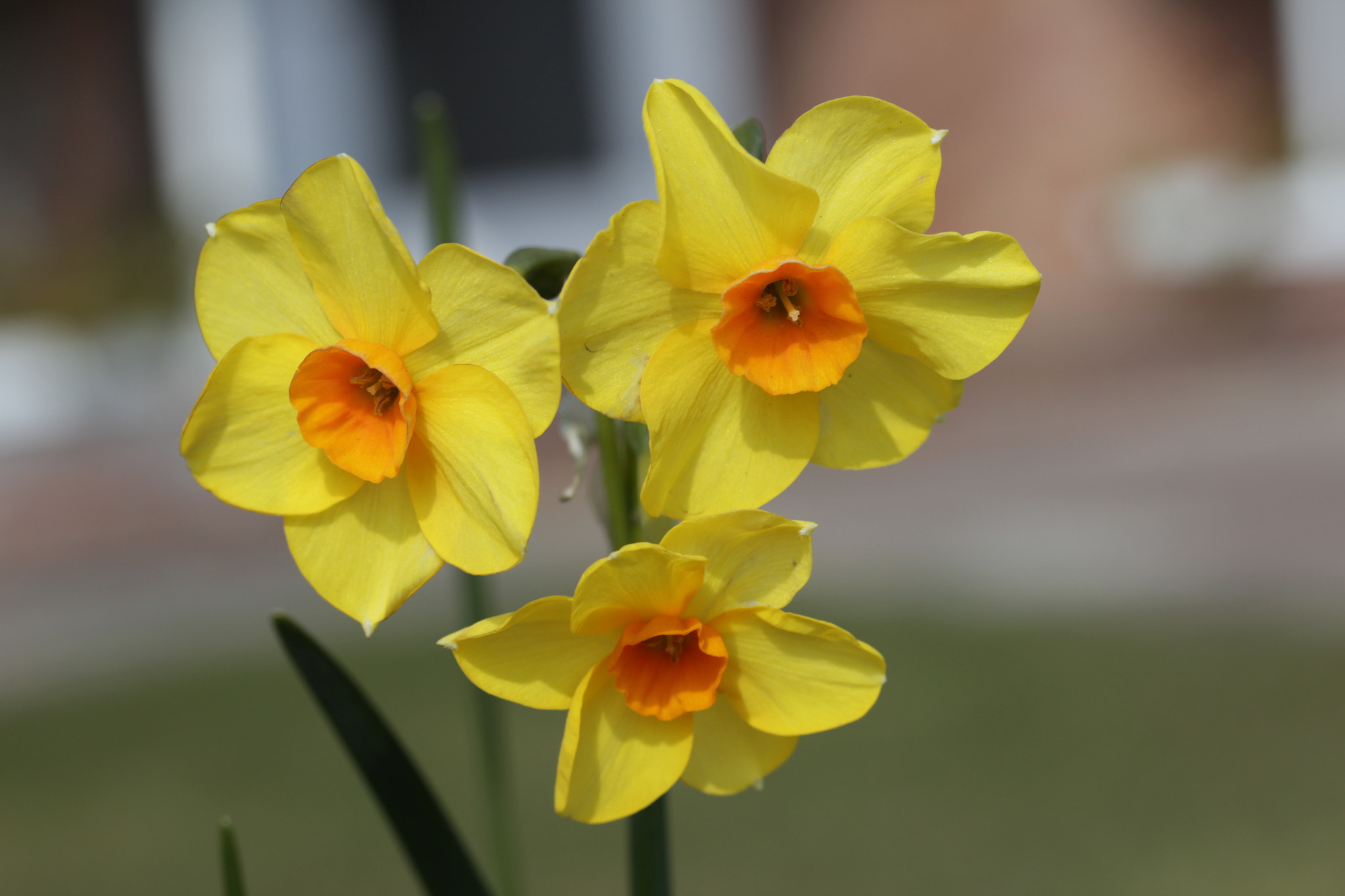 Trio of yellow jonquils by Jean / 500px