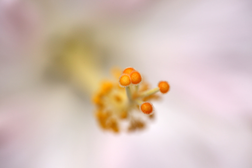 Tip of Flower by Srujan Chennupati on 500px