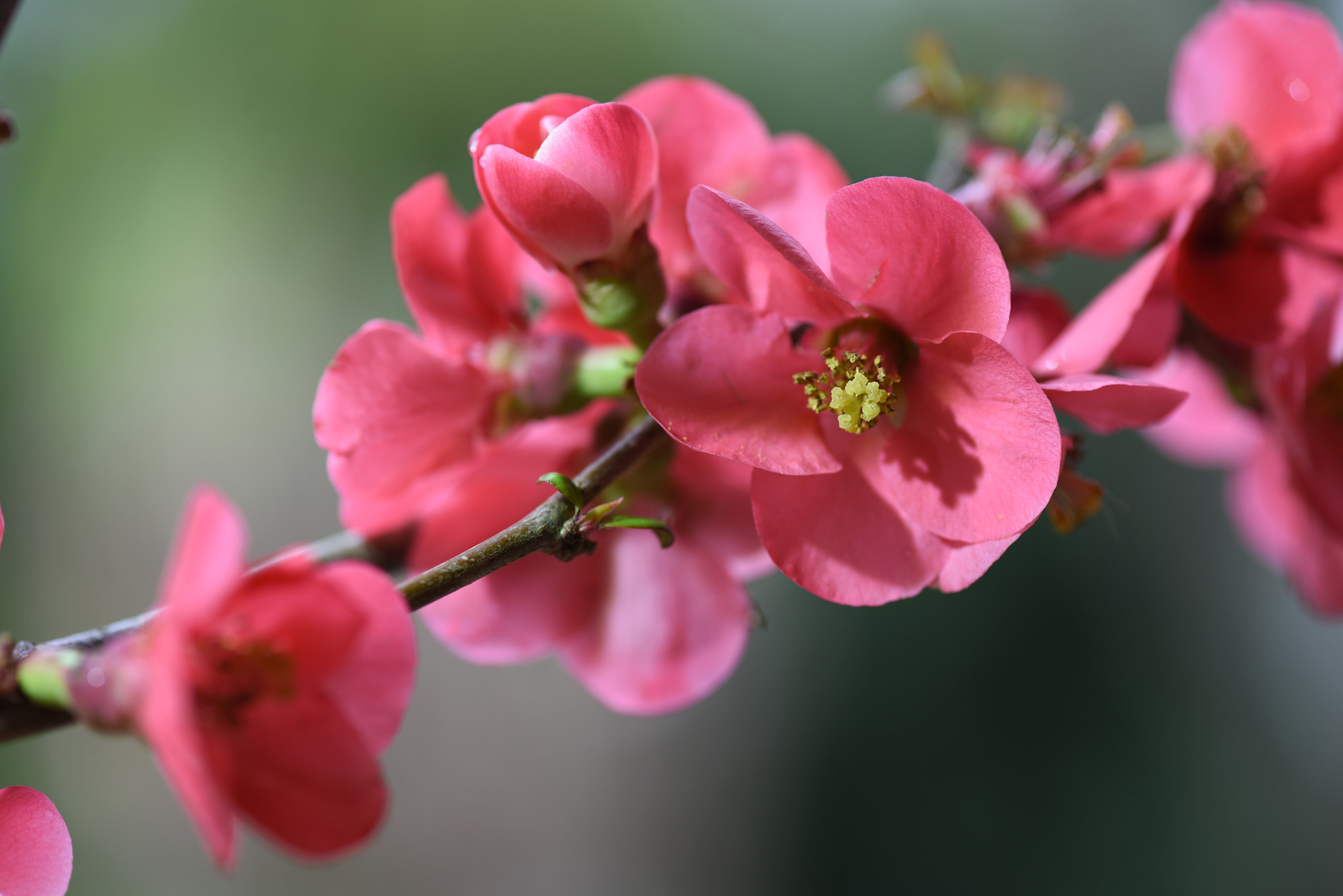 Japanese flowering quince