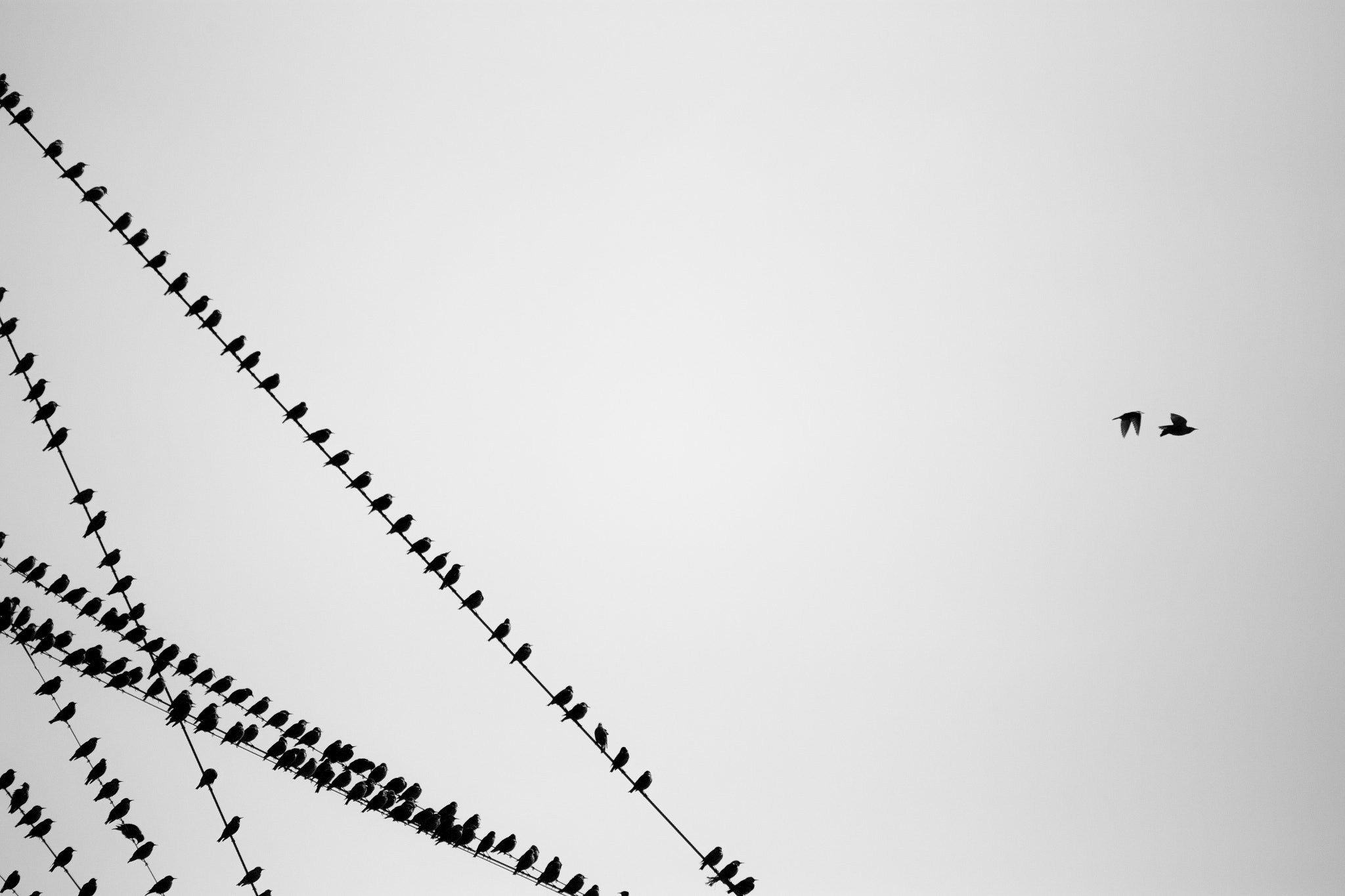 Birds