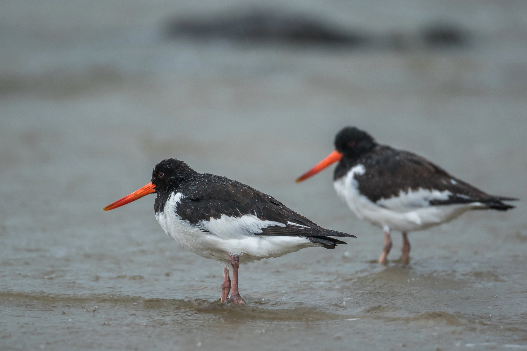 Terrible rain(Oyster catcher)