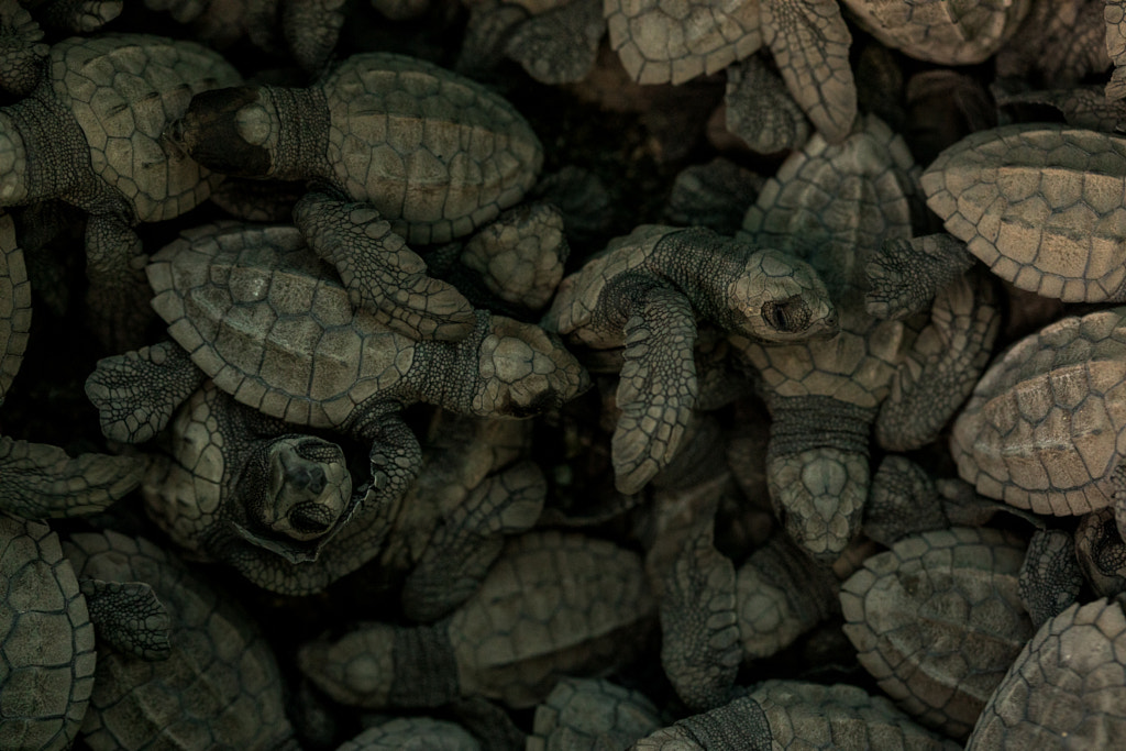 Baby Olive Ridley Sea Turtles Before Release by Ian Rock on 500px.com