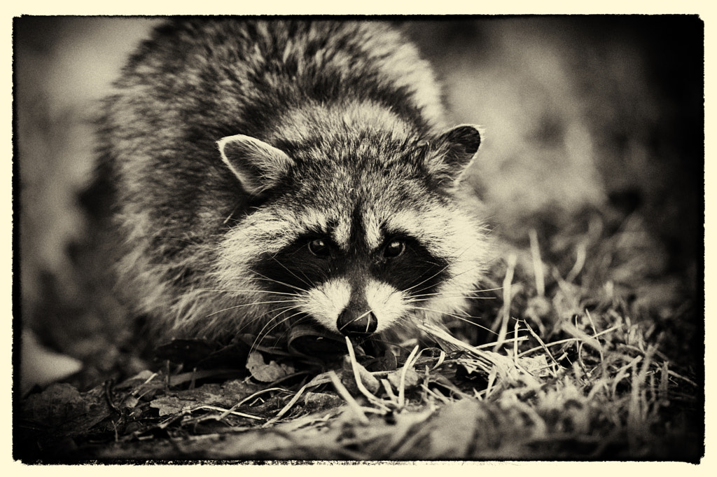 racoon by Kousuke Toyose on 500px.com