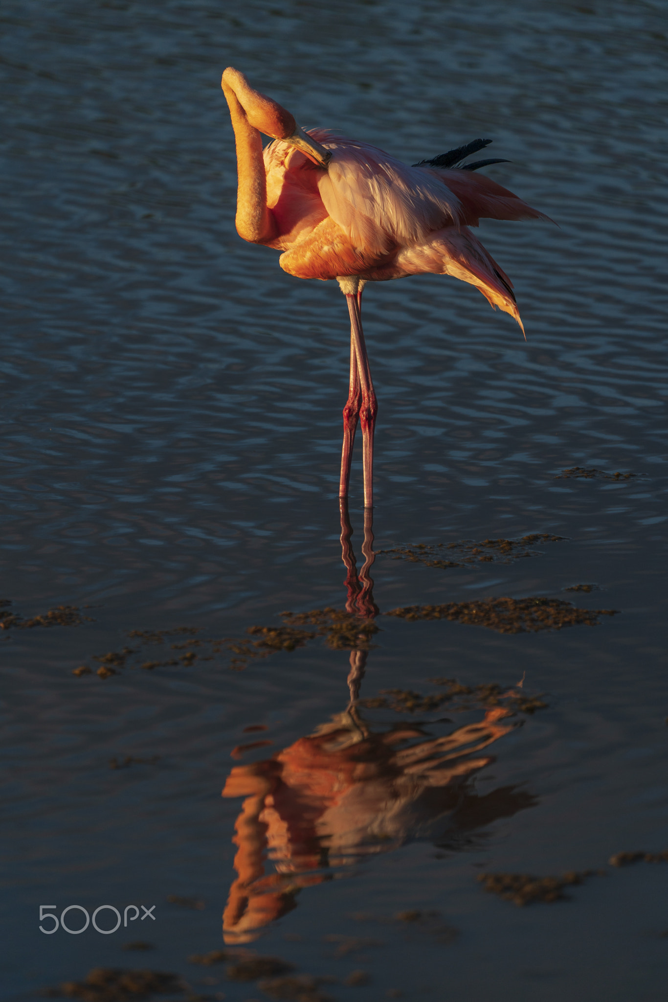Finishing feathers
