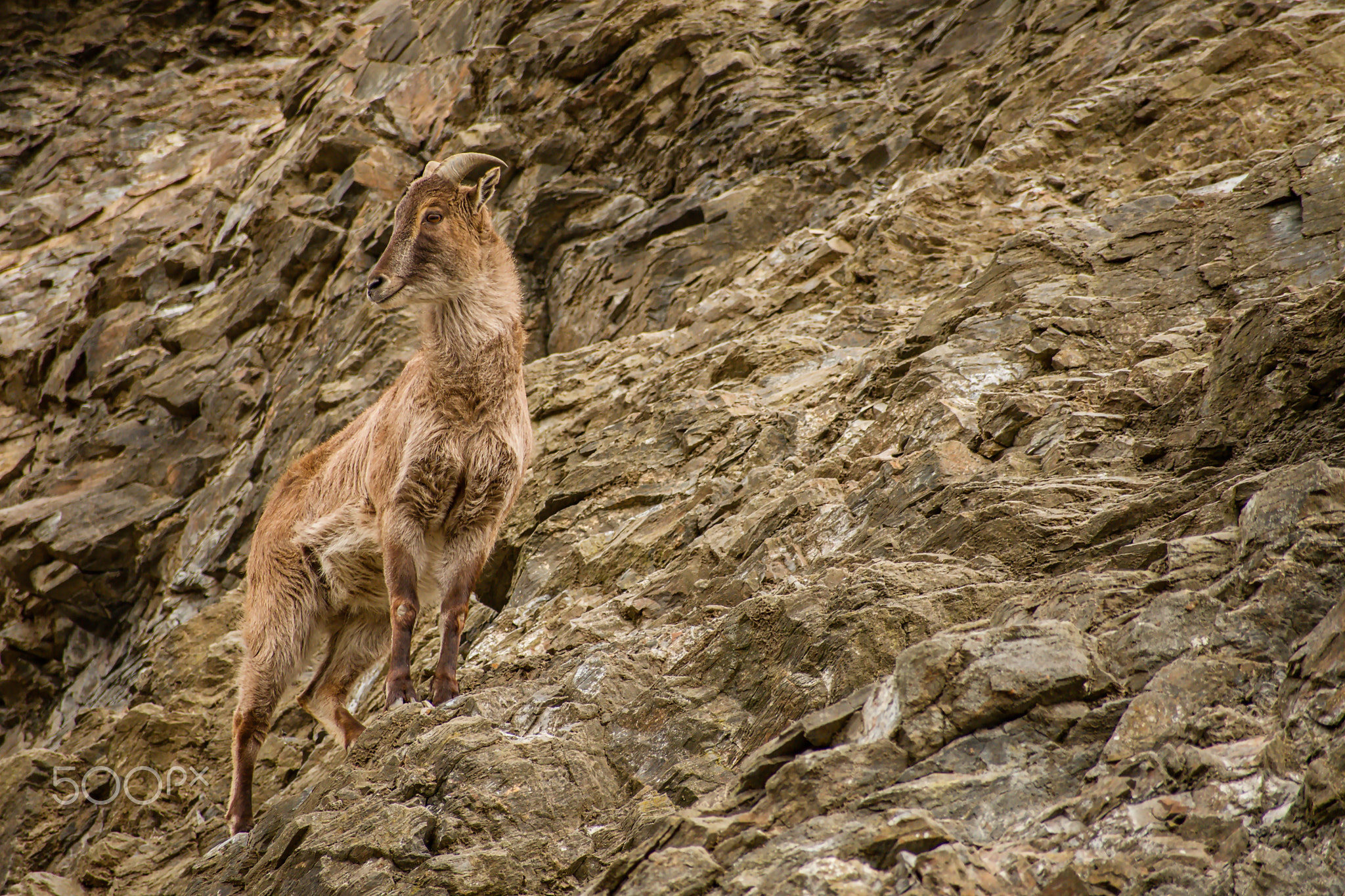 mimicry(Hemitragus jemlahicus)