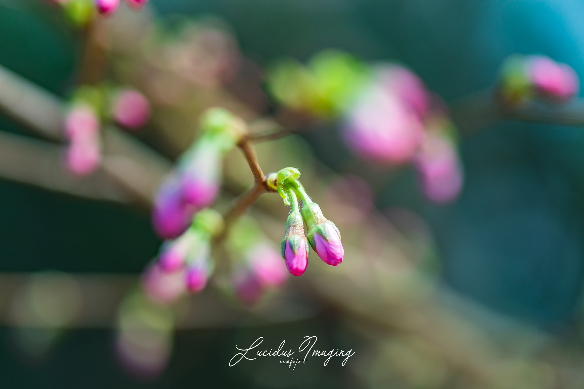 Sakura flower buds