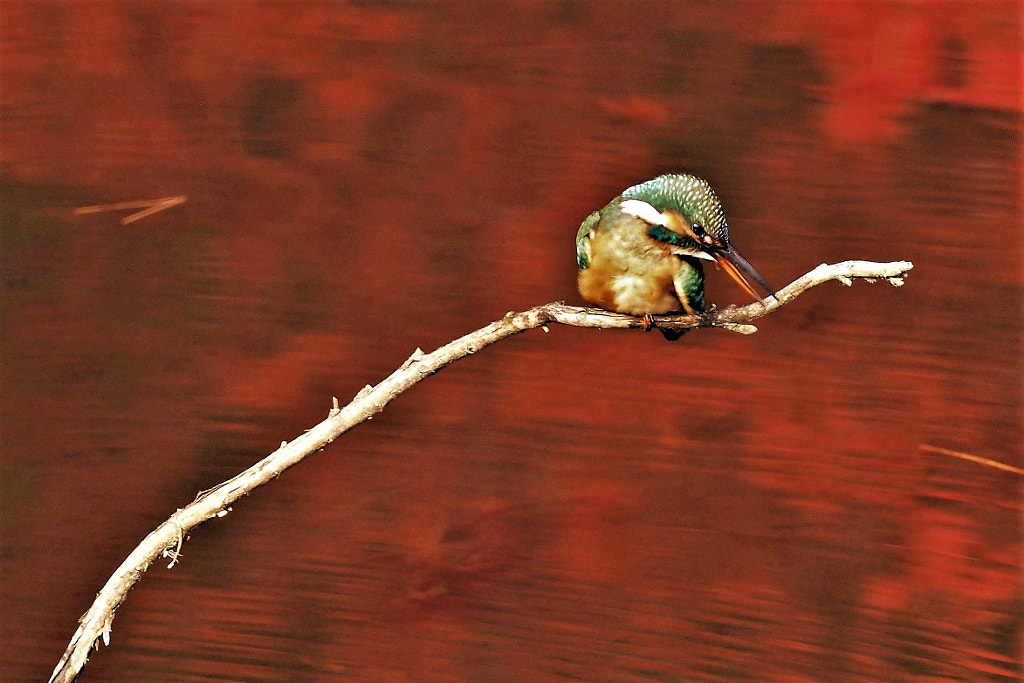 kingfisher by shoji uno on 500px.com