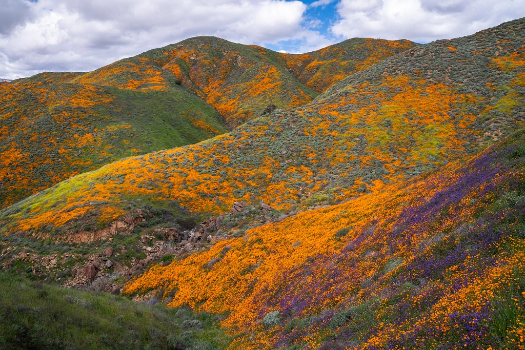 Superlative Bloom by Kurt Lawson on 500px.com