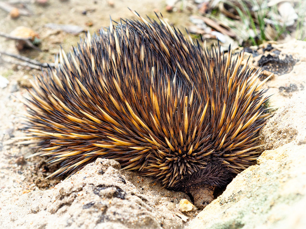 Nyingarn by Paul Amyes on 500px.com