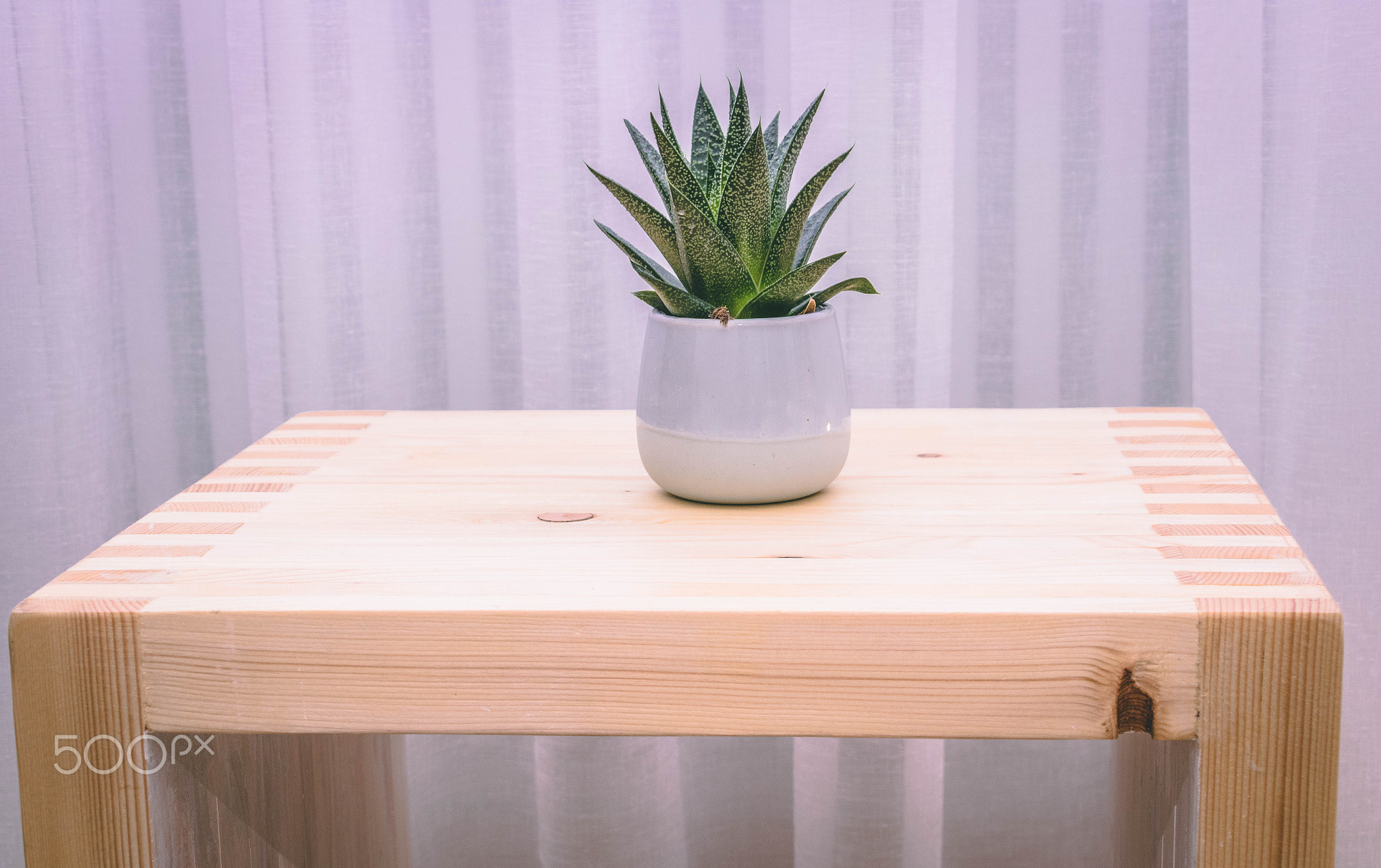 Single plant on wooden chair