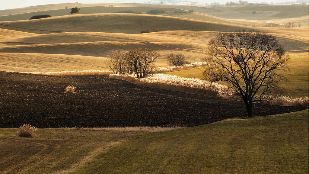 Golden landscape by Jozef Morgoš on 500px.com