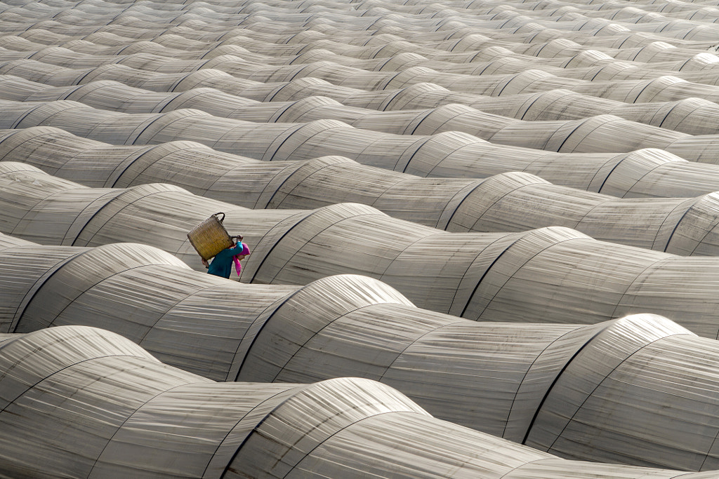 strawberry greenhouses by Leyla Emektar on 500px.com