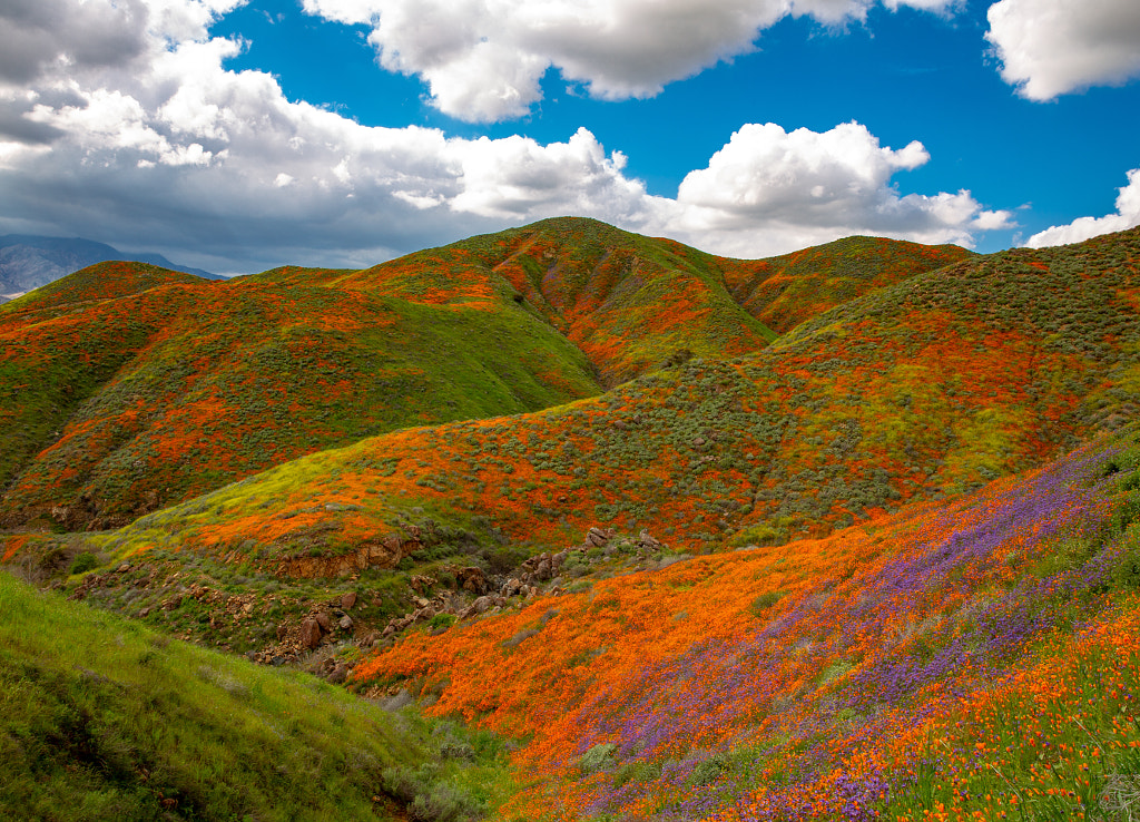California Poppies Super Bloom by Josh Gordon on 500px.com