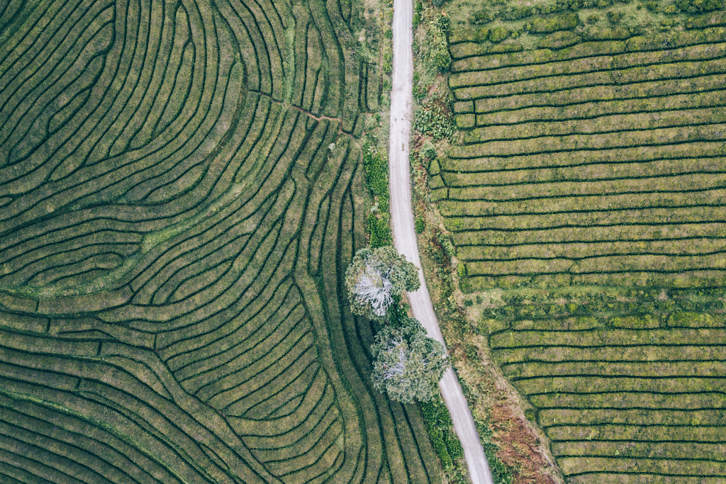 Tea lines. by Jelle Canipel on 500px.com