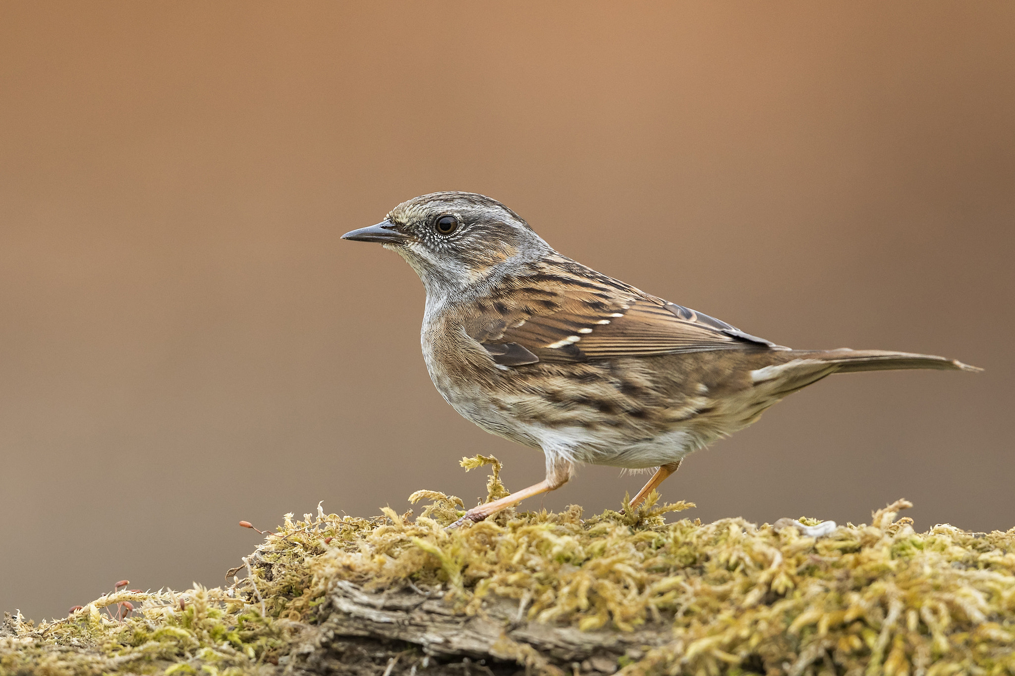 ..dunnock..