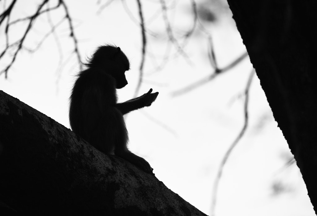 Contemplating by Uwe P. Baaske on 500px.com