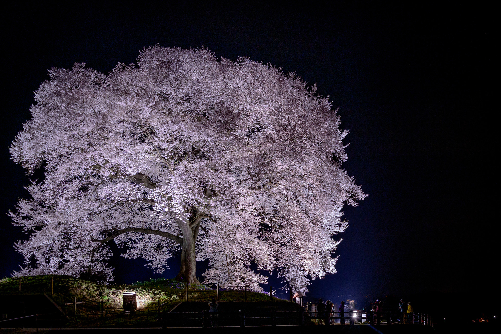 SAKURA at Night