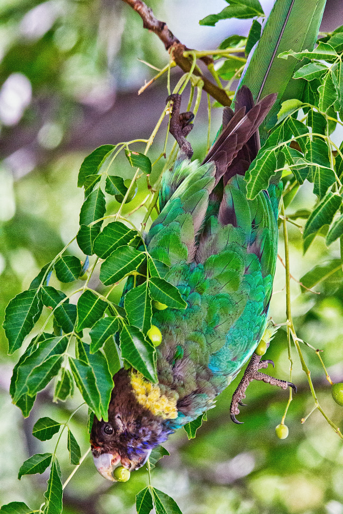 Ringneck Parrot by Paul Amyes on 500px.com