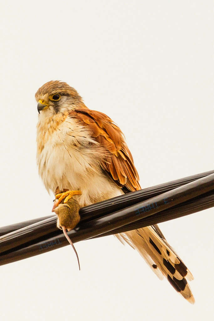 Nankeen Kestral by Paul Amyes on 500px.com