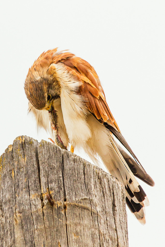 Nankeen Kestral by Paul Amyes on 500px.com