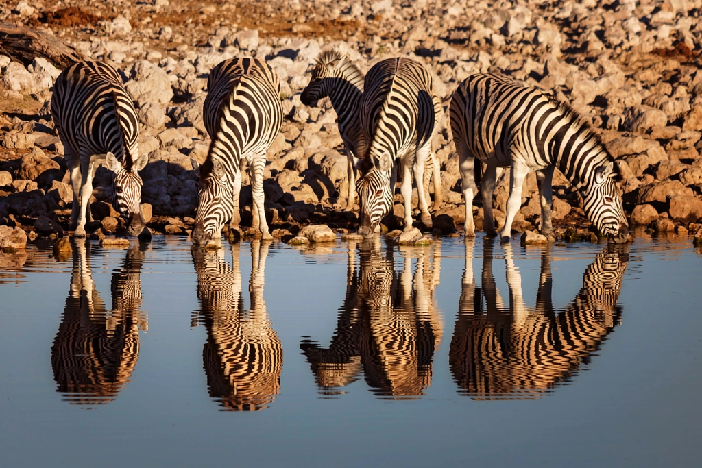 First drink in the morning by Michael Voss on 500px.com