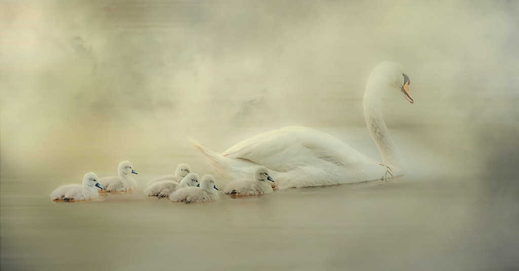 The swan family ! by JHanna . on 500px.com