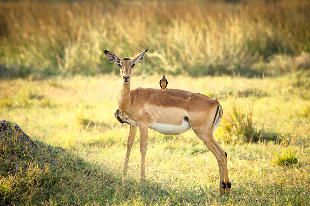 Impala by Romas Vysniauskas on 500px.com