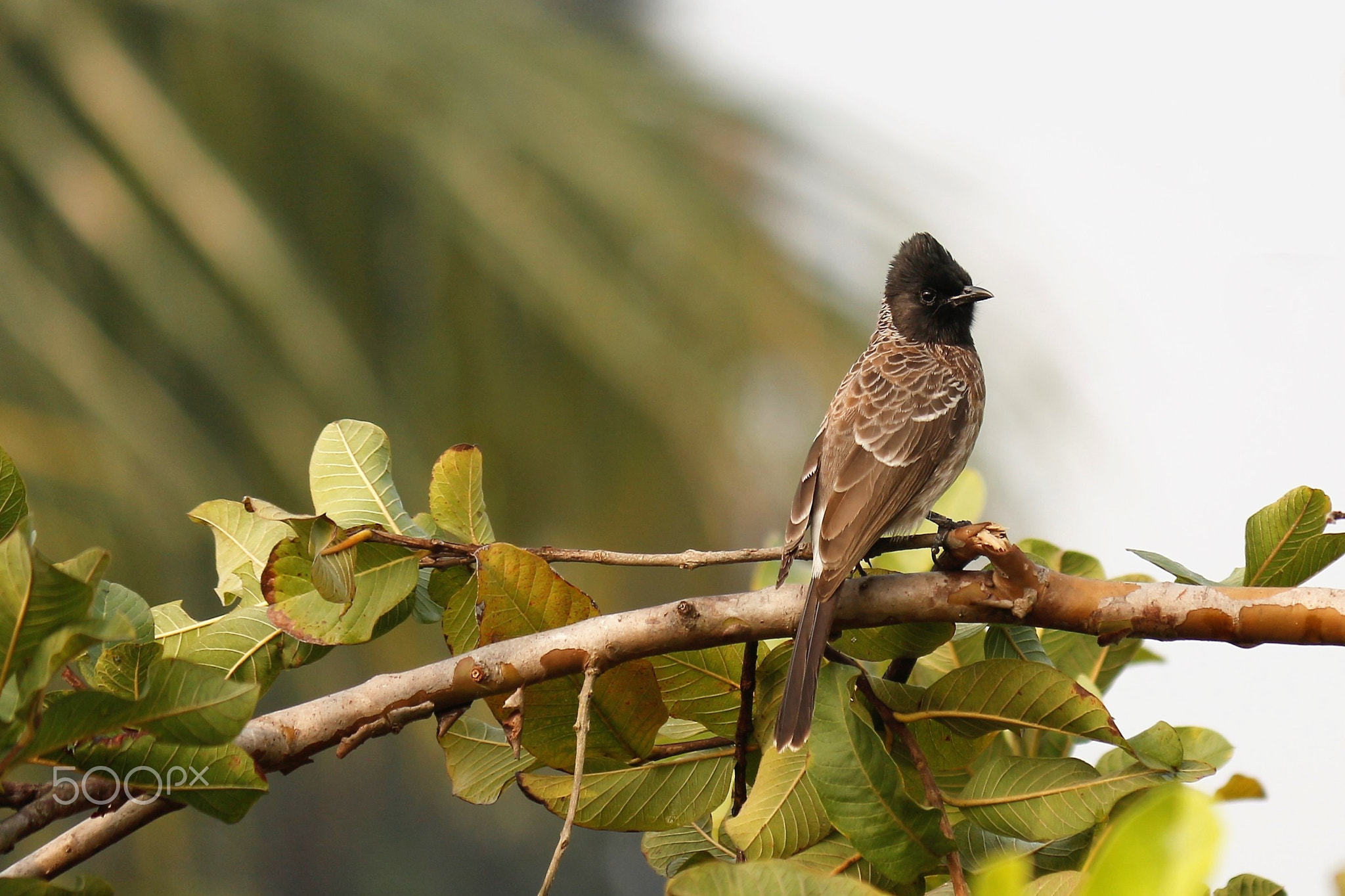 Birds nature