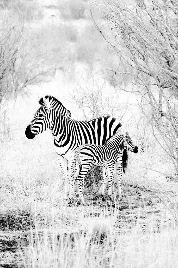 Camouflage by Ante Badzim on 500px.com