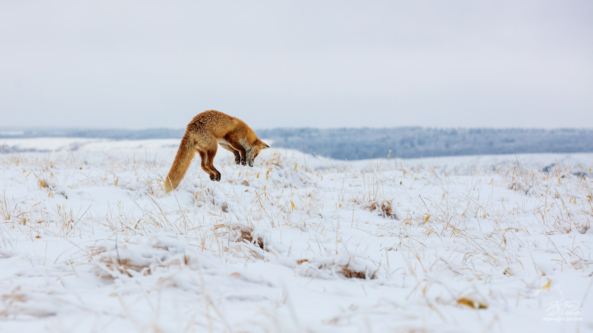 Hunting fox.