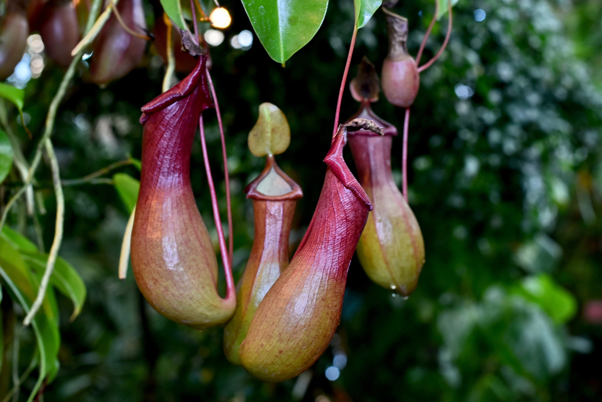 Pitcher. Carnivorous plant.