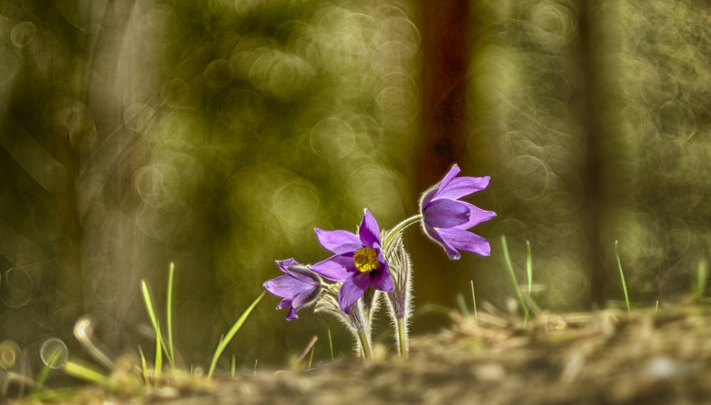 Pulsatilla patens by Markus Kauppinen on 500px.com