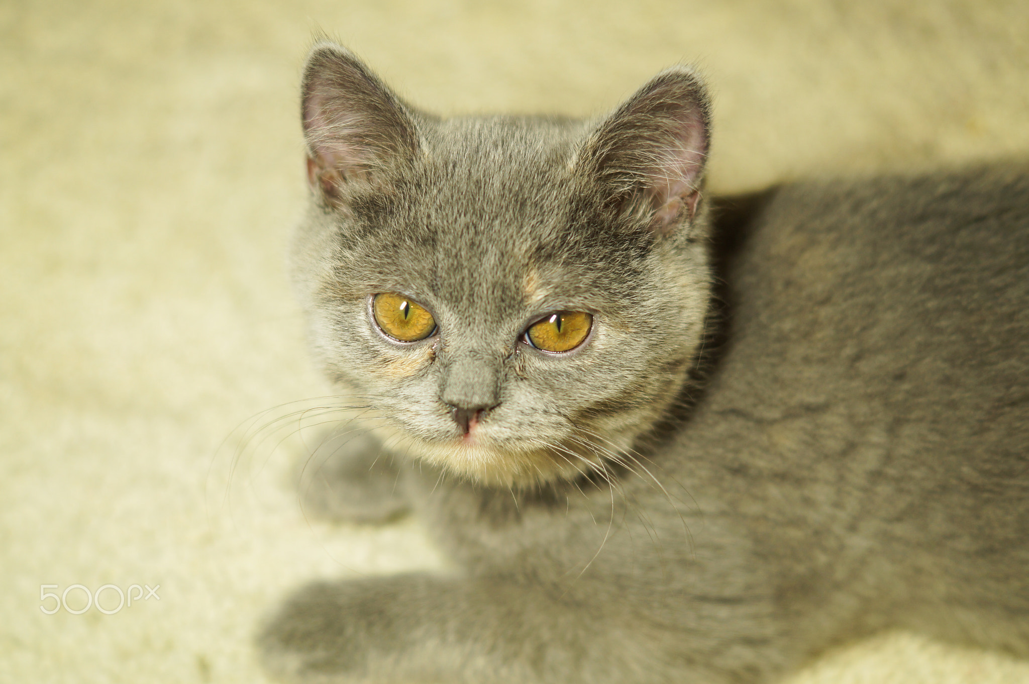 beautiful gray scottish cat with yellow eyes lying on the carpet