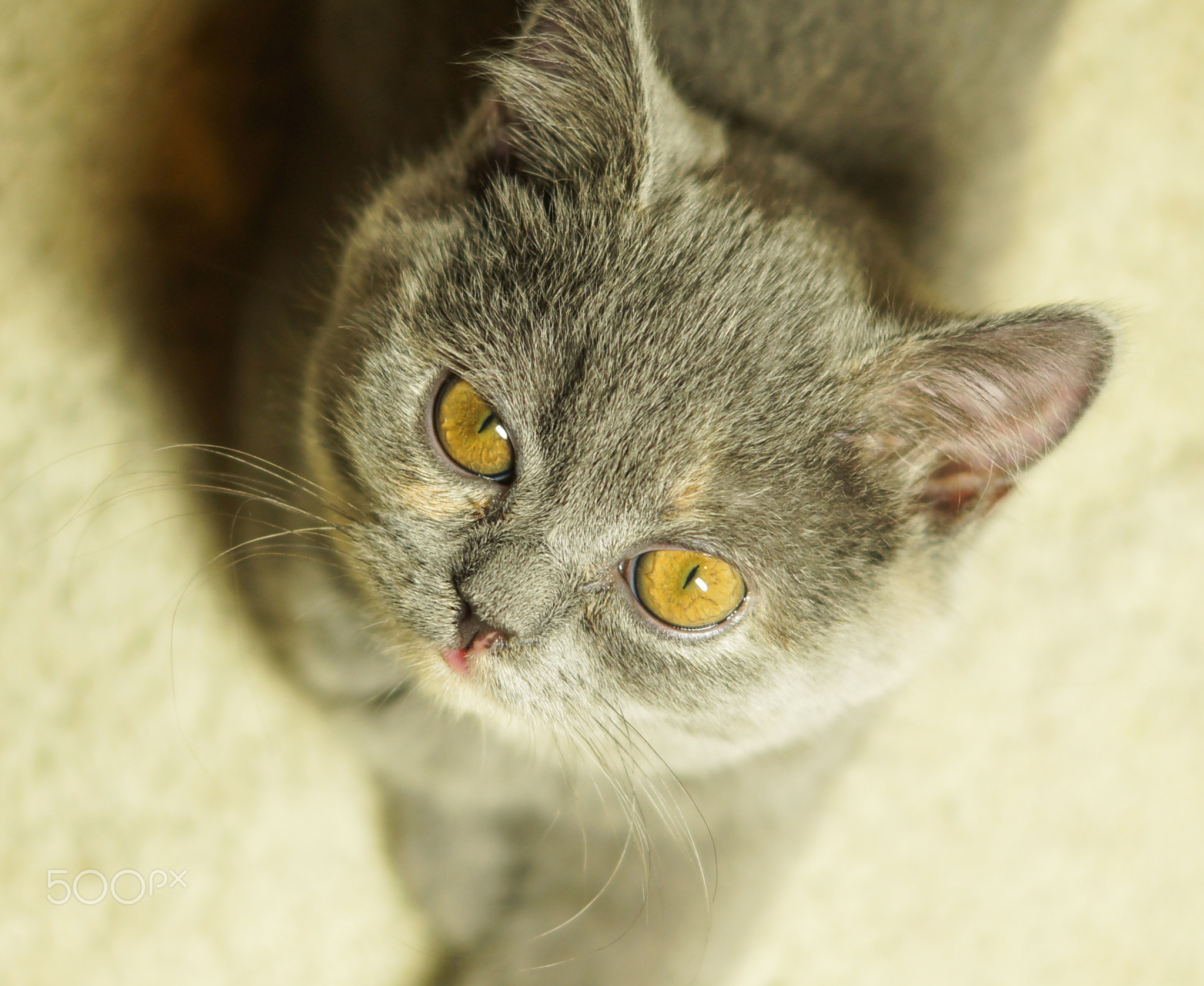 beautiful gray scottish cat with yellow eyes lying on the carpet