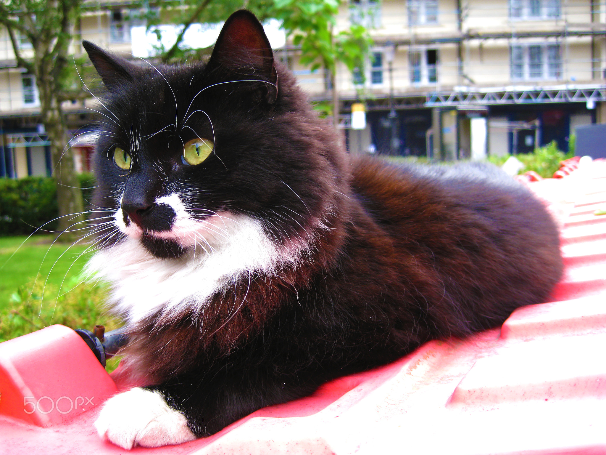 21/06/2008, London, UK - A black and white cat with yellow eyes relaxing on a red bin in...