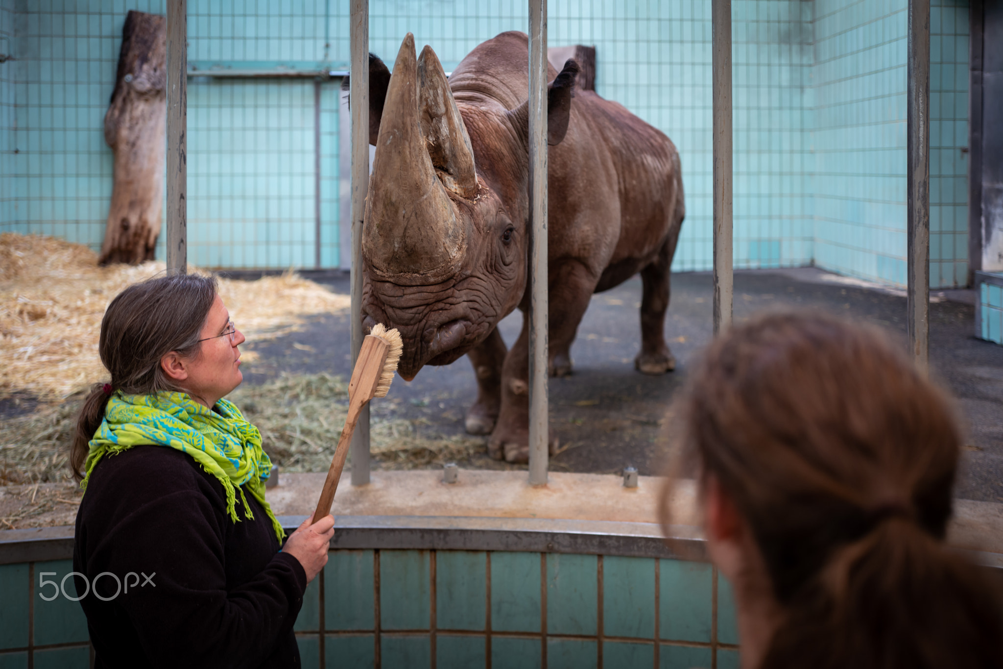 Frankfurt, Germany - February 14, 2019: Frankfurt Zoo staff cleans rhino