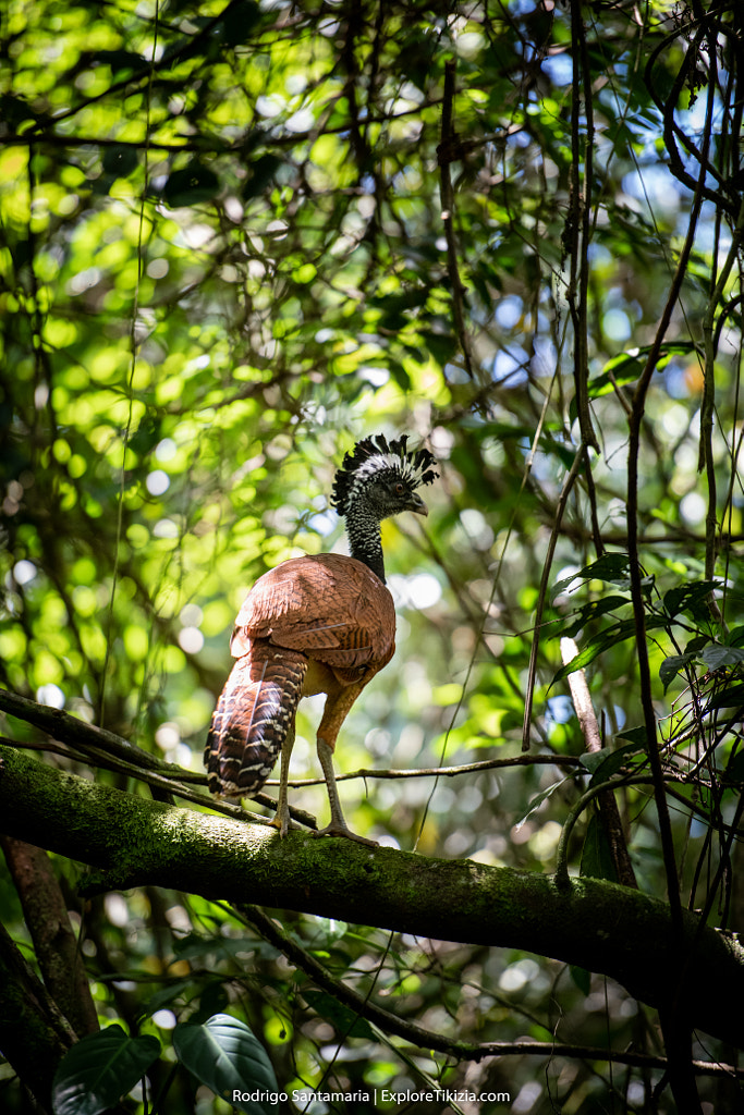 Great Curassow female by Rodrigo Santamaria on 500px.com