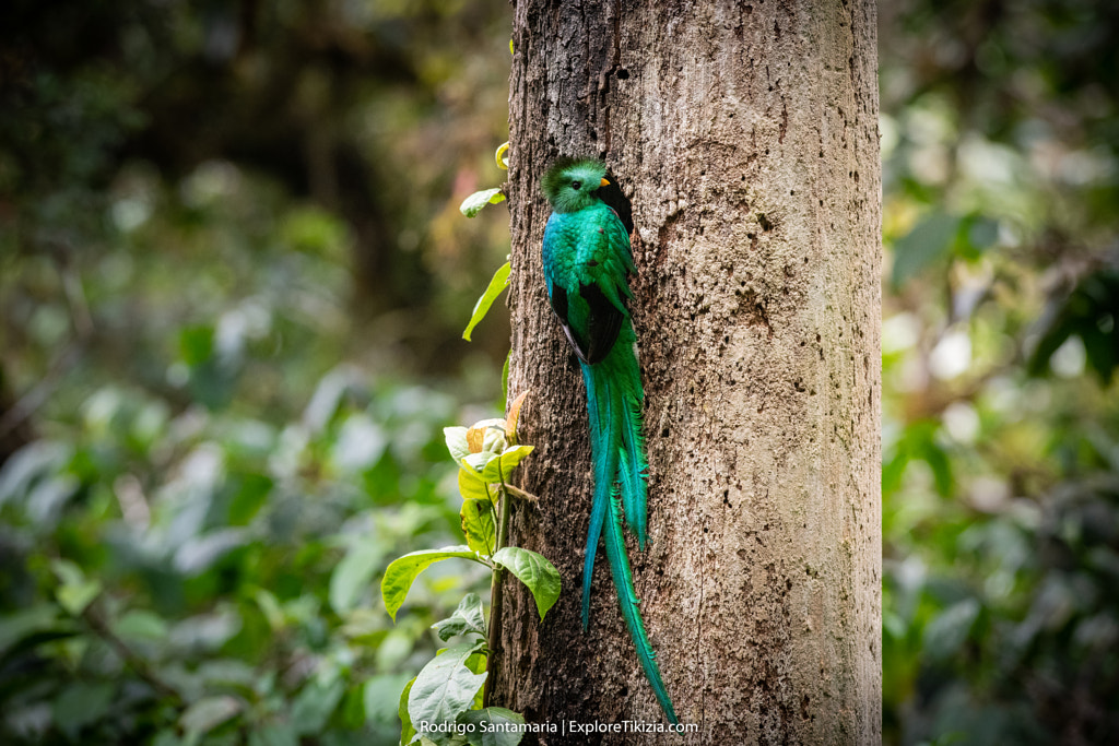 Resplendent Quetzal male by Rodrigo Santamaria on 500px.com