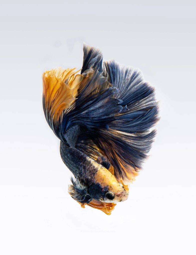 Fancy halfmoon betta fish by BettaOnFrame. com on 500px.com