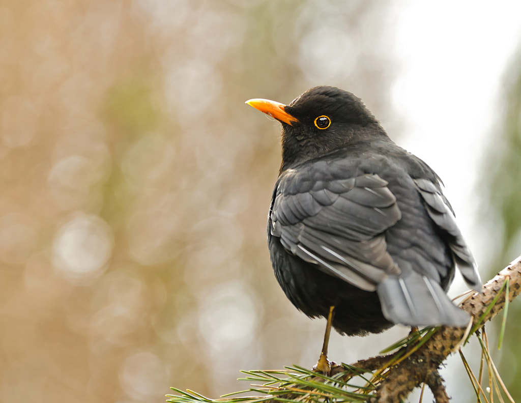 Common Blackbird by Øyvind Andersen on 500px.com