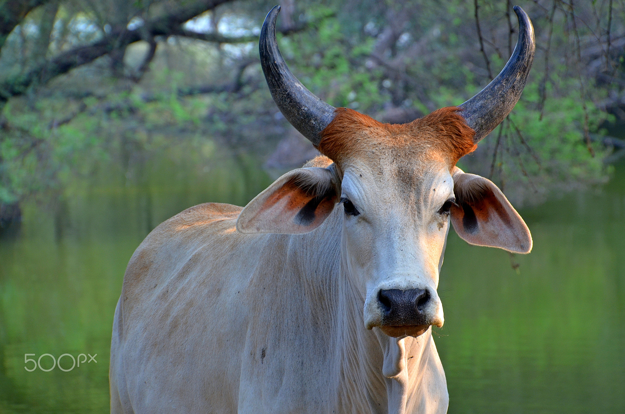 Great Gir Cow